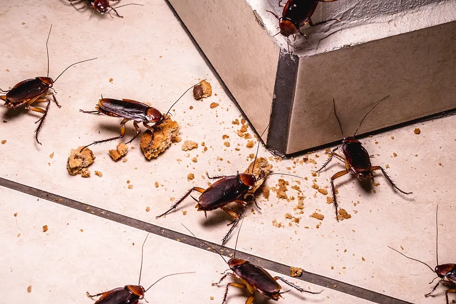 Cockroach