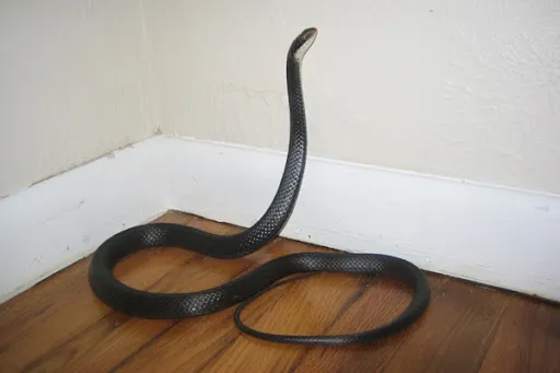 Snake