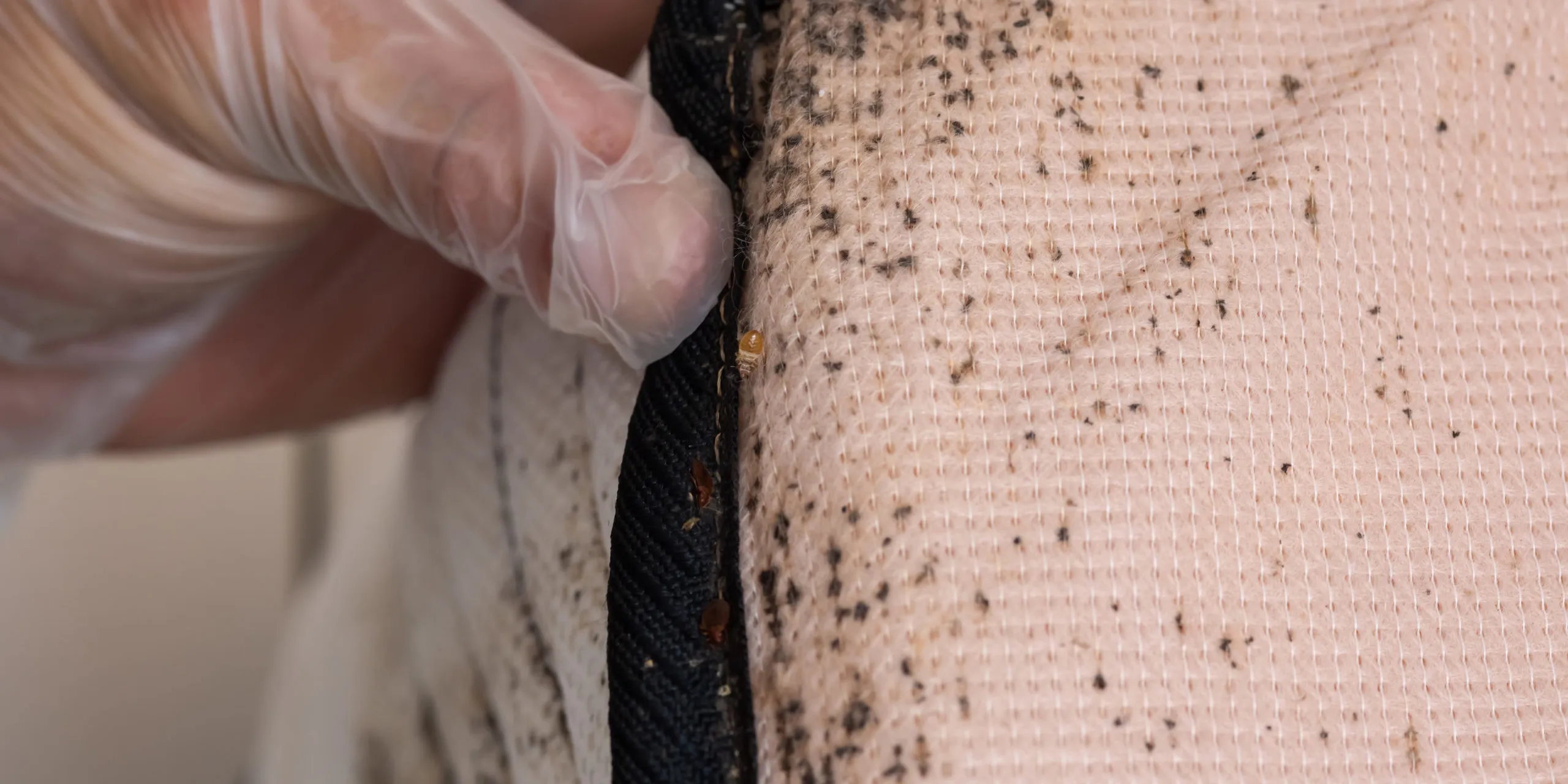 Bed Bug Treatment