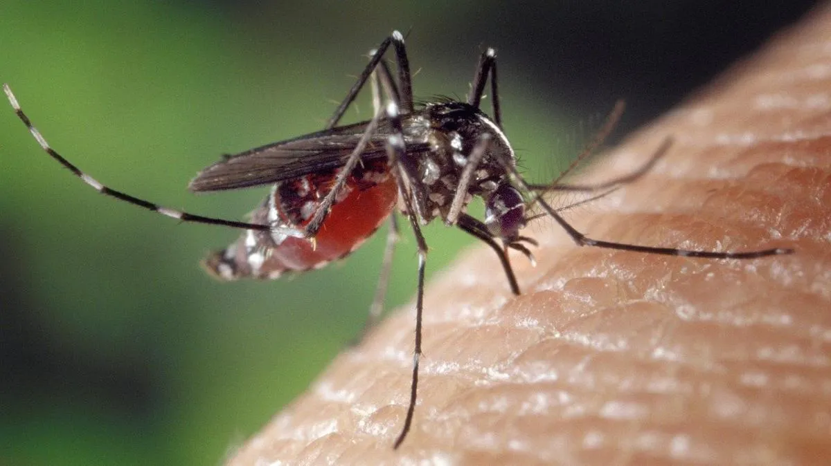 Mosquito Control