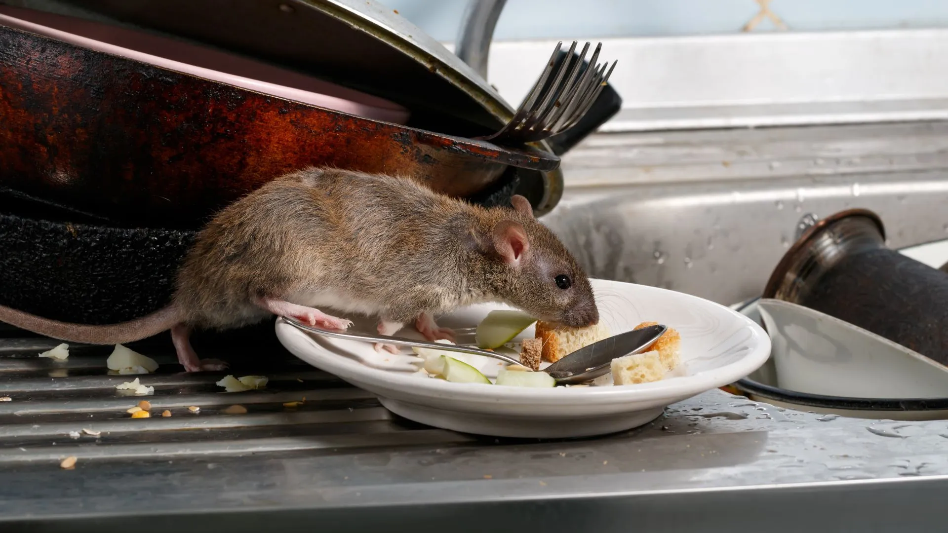 Rodent Control
