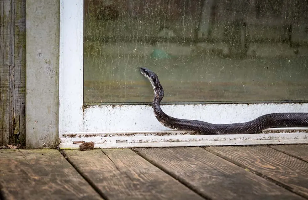 Snake Repellent Treatment